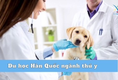 Du học Hàn Quốc ngành thú y – ngành nghề hấp dẫn có thể bạn chưa biết